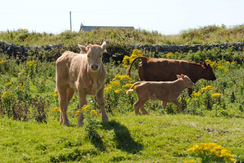 O'Connor'S Accommodation Doolin Zewnętrze zdjęcie